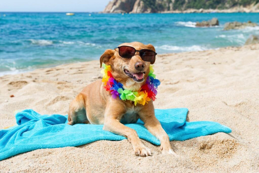 Summer Activities For Dogs